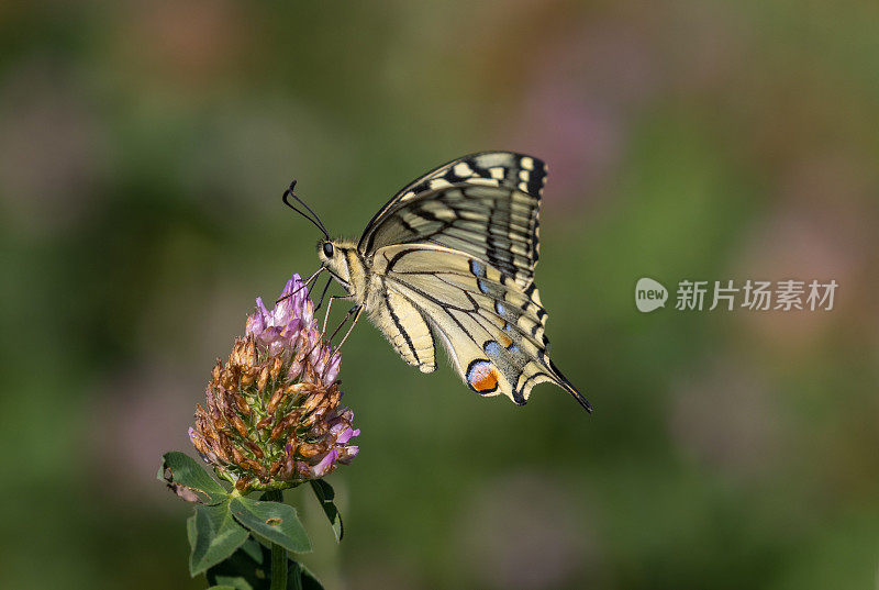 Papilio machaon，旧大陆的燕尾